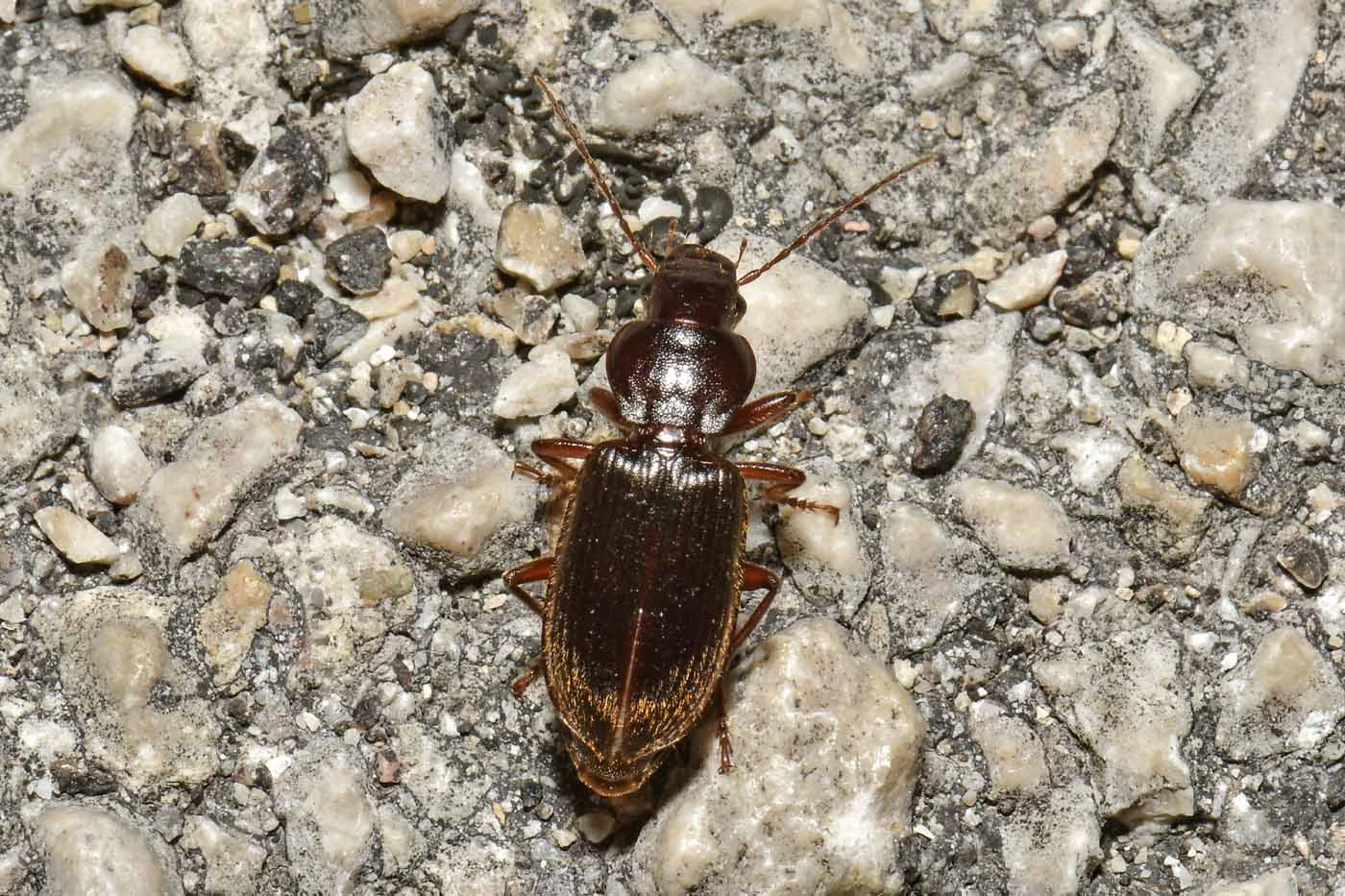 Carabidae: Ophonus sp? No, Scybalicus oblongiusculus